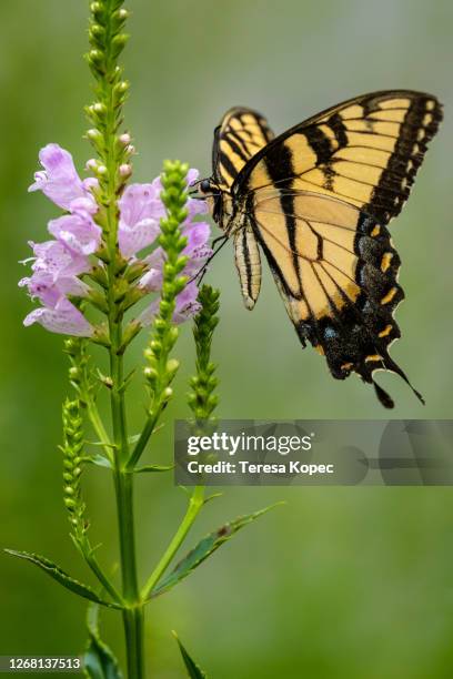 tiger swallowtail series - eastern tiger swallowtail stock pictures, royalty-free photos & images