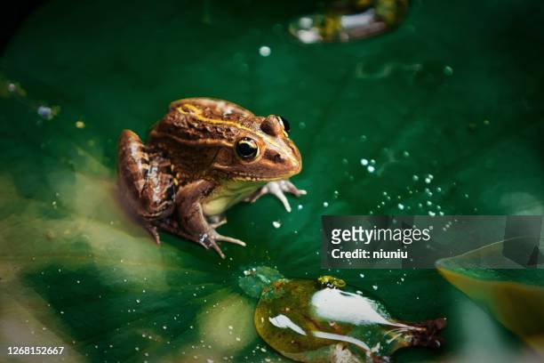 蓮の葉の上に座っている緑のカエル - frog ストックフォトと画像