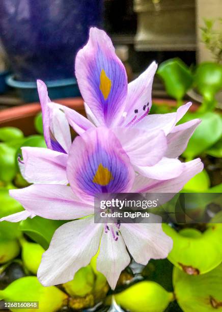 685 fotos e imágenes de Jacinto De Agua - Getty Images 685 fotos e imágenes de Jacinto De Agua - Getty Images