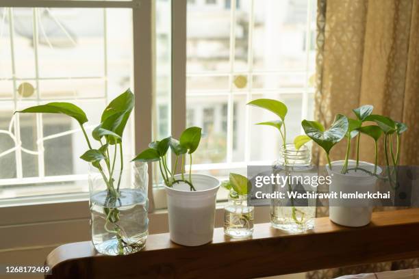 devil's ivy on headboard besides the windows - plastic flower pot stock pictures, royalty-free photos & images