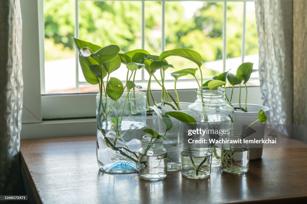 Devil's ivy in reused plastic and glass bottles