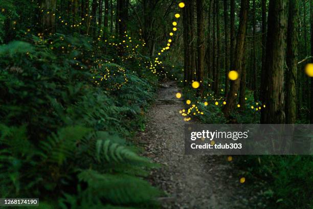 vuurvliegjes die in het bos bij nacht gloeien - fantasy stockfoto's en -beelden