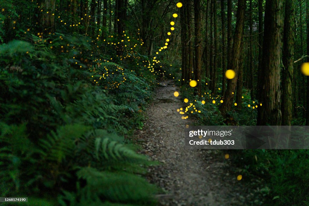 Vagalumes brilhando na floresta à noite