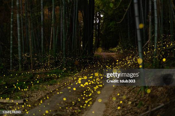 fireflies glowing in the forest at night - glowworm stock pictures, royalty-free photos & images