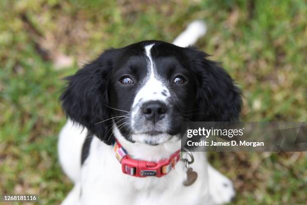 Truffle the two month old English Springer Spaniel puppy plays at its new home on July 20, 2020 in Sydney, Australia. Since the beginning of the...