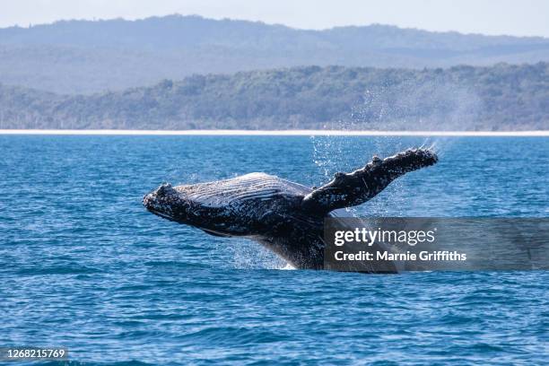 whale breach - humpback whale stock pictures, royalty-free photos & images