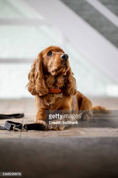 waiting for my walk - cocker spaniel stock pictures, royalty-free photos & images