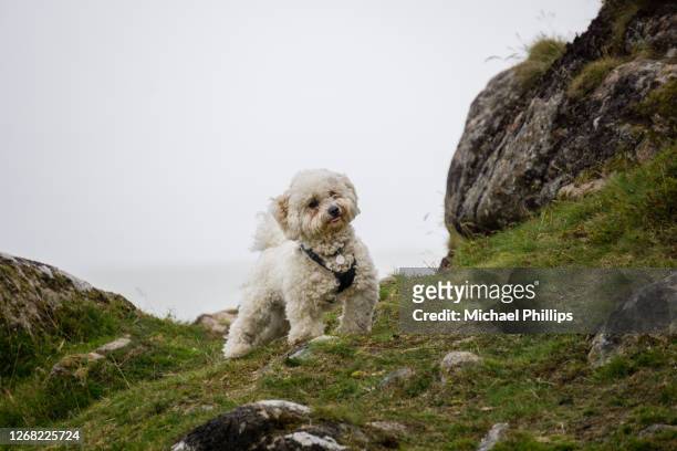 mountain puppy - bichon frise stock pictures, royalty-free photos & images