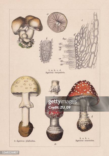 stockillustraties, clipart, cartoons en iconen met schimmels, chromolithograaf, gepubliceerd in 1895 - eetbare paddenstoel