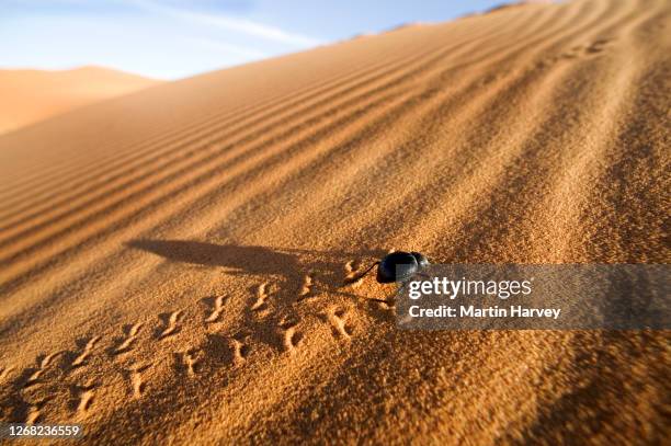 desert beetle (family tenebrionid) making tracks as it runs up a sand dunne - namib stock-fotos und bilder