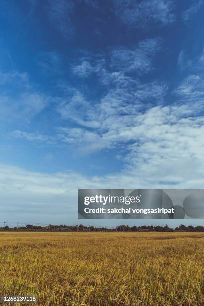 scenic view of farm against sky - low angle view of wheat growing on field against sky fotografías e imágenes de stock