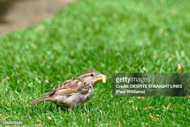 female  house sparrow (passer domesticus) with a dried mealworm - larva stock-fotos und bilder