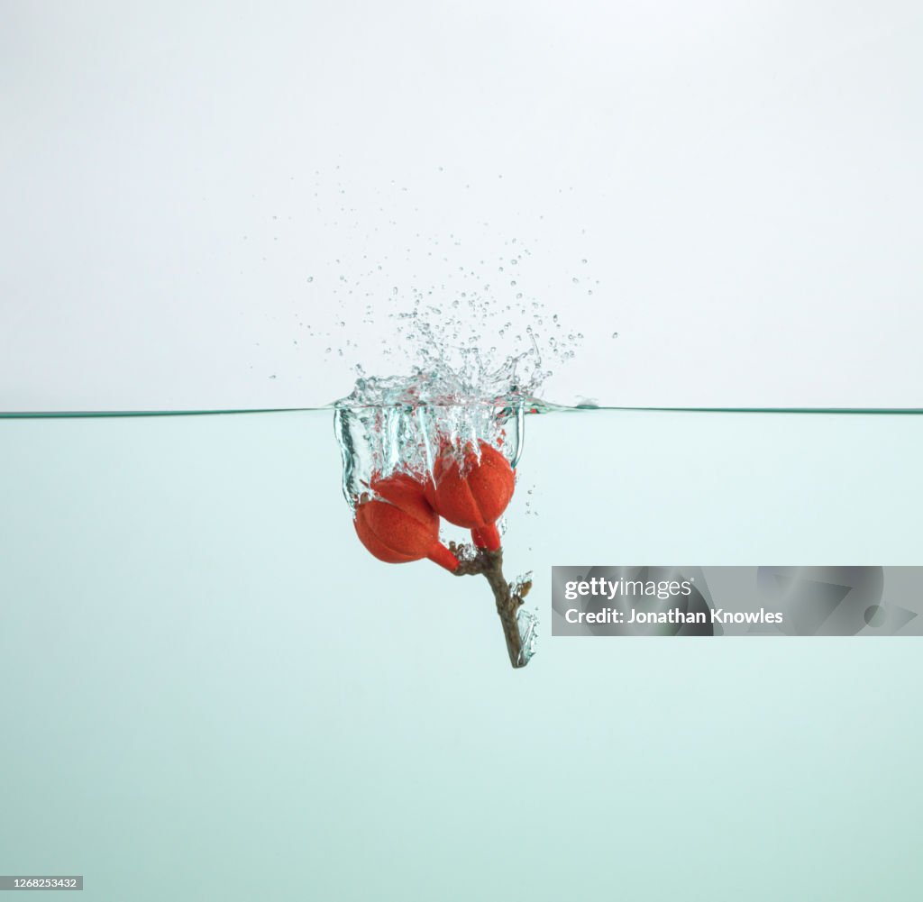 Guarana fruit splashing underwater