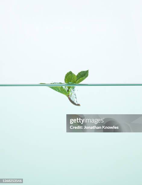 Mints Falling 164 Mints Falling Stock Photos, High-Res Pictures, and Images - Getty ...
