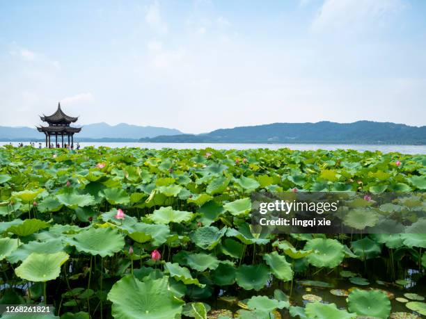 scenery of west lake in hangzhou, china with lotus - west lake hangzhou fotografías e imágenes de stock