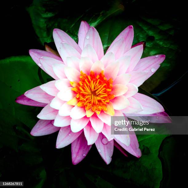 a sacred lotus flower from thailand - theravada stock pictures, royalty-free photos & images