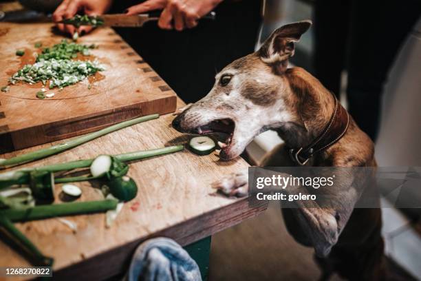 dog stealing vegetable from kitschen table - dog stealing food stock pictures, royalty-free photos & images