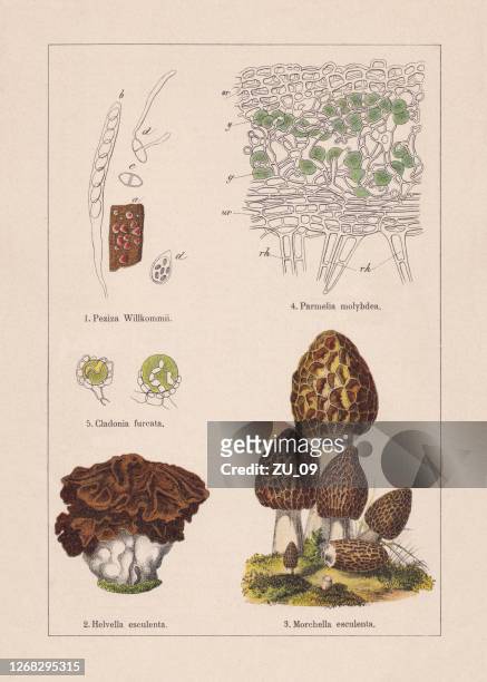 pilze, chromolithograph, erschienen 1895 - lärche stock-grafiken, -clipart, -cartoons und -symbole