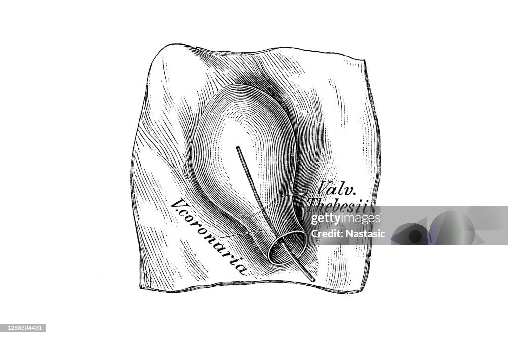 Coronary vein into the right atrium