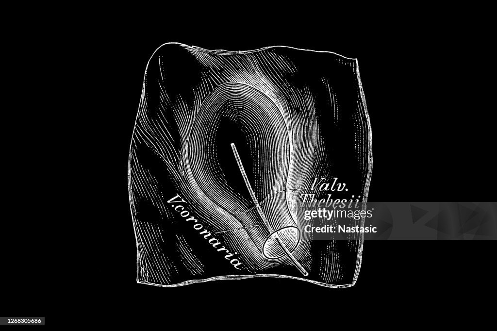 Coronary vein into the right atrium