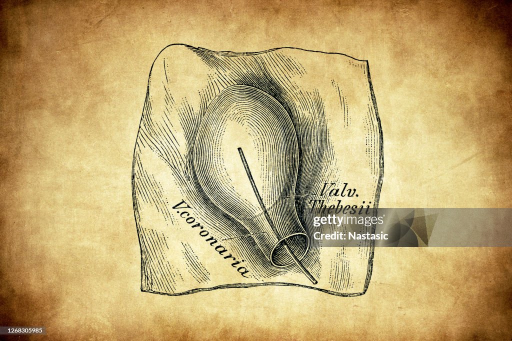 Coronary vein into the right atrium