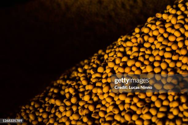 detail of soybean grains - soy crop stock pictures, royalty-free photos & images