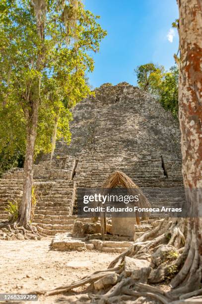 pyramid and temple with stone steps in the maya ruins of coba, against a sunny clear blue sky - coba stock pictures, royalty-free photos & images