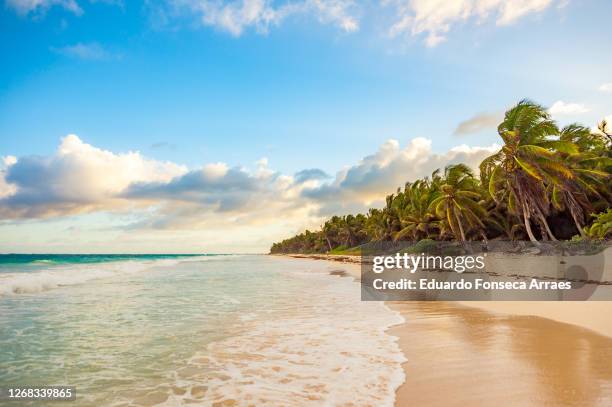 people enjoying the sunset over a beach in tulum with palm trees and waves, against a sunny clear blue sky with white clouds - méxico photos et images de collection