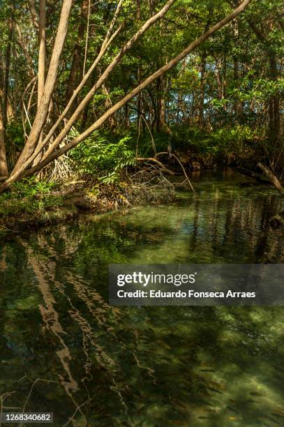 mangrove with transparent green waters on the celestún river, inside the reserva de la biosfera ría celestún - bioreserve stock pictures, royalty-free photos & images