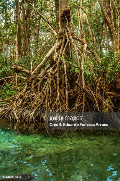 mangrove with transparent green waters on the celestún river, inside the reserva de la biosfera ría celestún - mangroves stock pictures, royalty-free photos & images