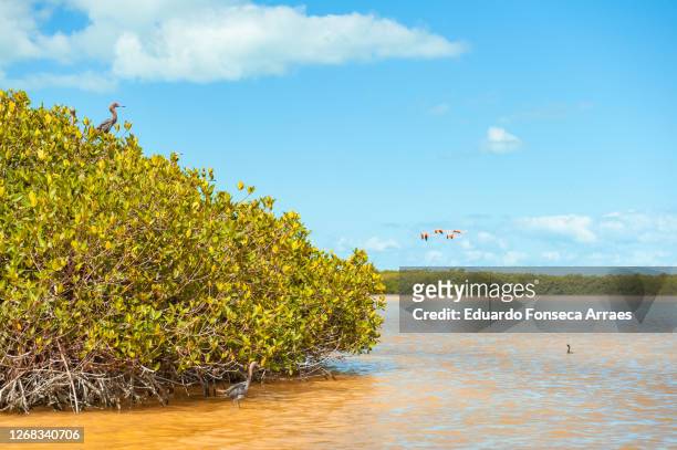 mangrove, flock of flamingos and other birds on the celestún river, inside the reserva de la biosfera ría celestún - bioreserve stock pictures, royalty-free photos & images