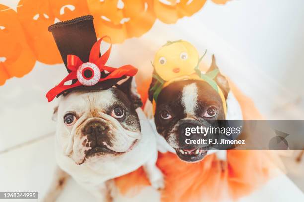 couple of dogs at halloween party - candy cane foto e immagini stock