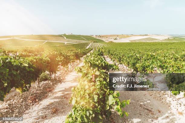 landscape of vineyards at sunset - jerez de la frontera photos et images de collection