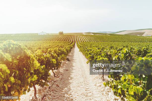 landscape of vineyards at sunset - sherry stock pictures, royalty-free photos & images