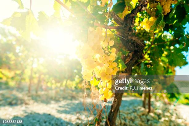white wine grapes in vineyard in sunny day - chardonnay grape 個照片及圖片檔