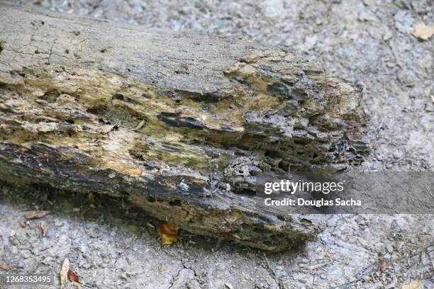Tree Infestation Photos and Premium High Res Pictures - Getty Images