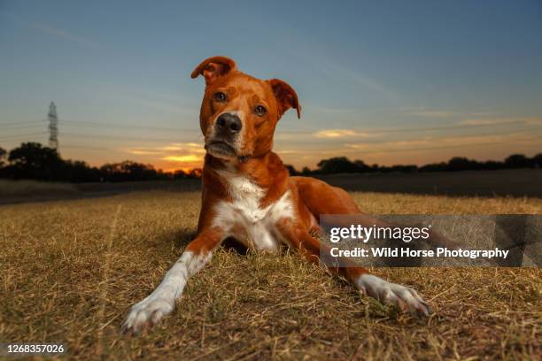 a dog lying down in the field - dog looking down stock pictures, royalty-free photos & images