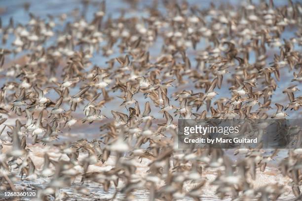 huge flock of semi-palmated sandpipers (calidris pusilla) johnson's mills, bay of fundy, new brunswick, canada - bay of fundy stock pictures, royalty-free photos & images