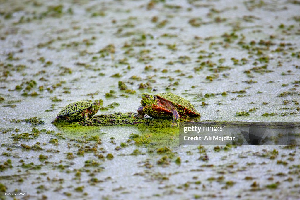 Water Turtles