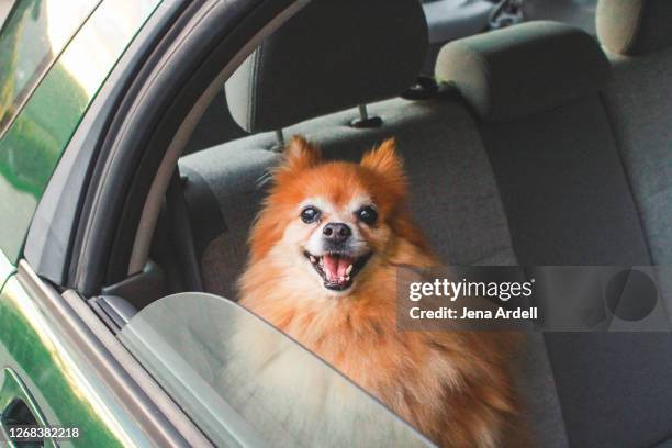 pomeranian dog in car, senior pet - spitze stock pictures, royalty-free photos & images