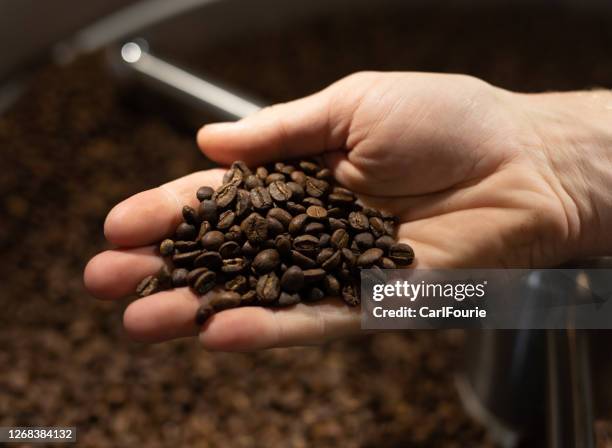 a close up of a hand holding roasted black coffee beans - café arábica planta imagens e fotografias de stock
