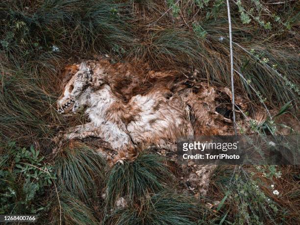decaying dead fox in the grass - dierlijk bot stockfoto's en -beelden