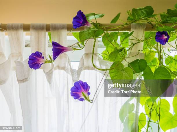 close-up of blooming morning glory indoors - asta per le tende foto e immagini stock