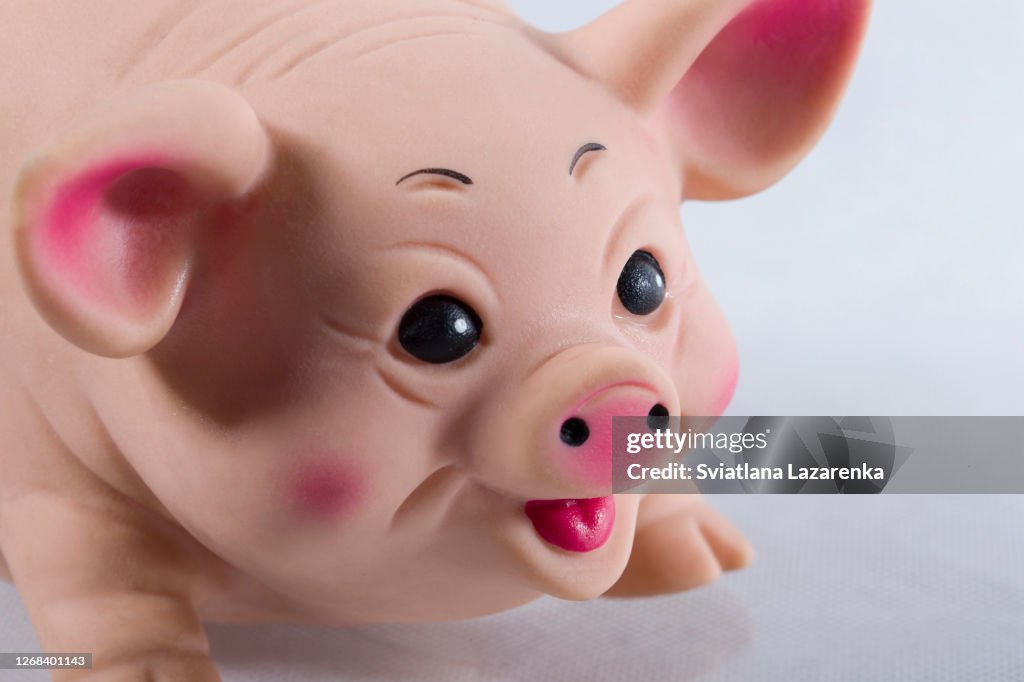 Rubber toy pig closeup. Pig muzzle