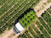 Aerial view of green peppers in pepper field