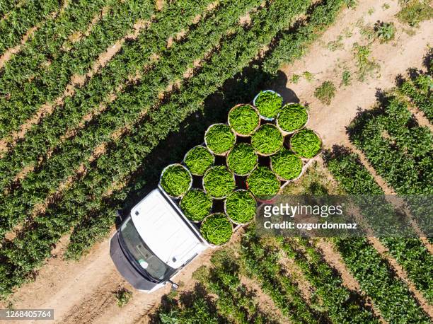 aerial view of green peppers in pepper field - harvesting stock pictures, royalty-free photos & images