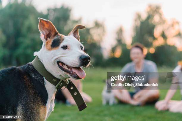 drei freunde sitzen auf leihbasis und spielen mit hunden - 3 dogs stock-fotos und bilder