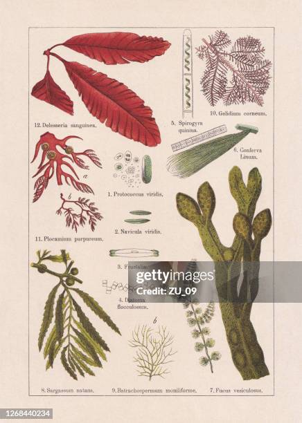 algen, chromolithograph, erschienen 1895 - meeresalge stock-grafiken, -clipart, -cartoons und -symbole