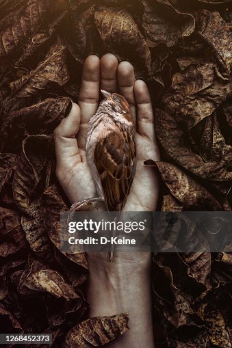 342 fotos e imágenes de Dead Sparrow - Getty Images 342 fotos e imágenes de Dead Sparrow - Getty Images