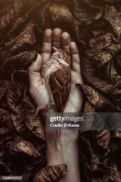 oiseau mort - moineau photos et images de collection